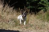 BOULEDOGUE FRANCAIS 336